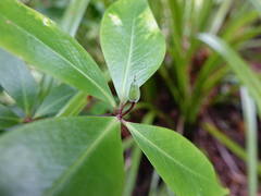 Pittosporum cornifolium