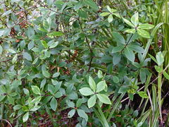 Pittosporum cornifolium