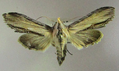 Cucullia scrophulariae