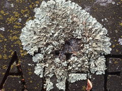 Xanthoparmelia plittii