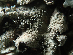 Xanthoparmelia plittii