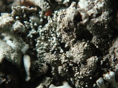 Xanthoparmelia plittii