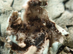 Xanthoparmelia plittii