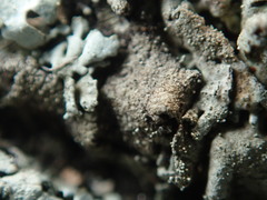 Xanthoparmelia plittii