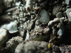 Xanthoparmelia plittii