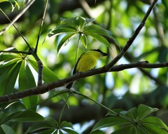 Todirostrum chrysocrotaphum