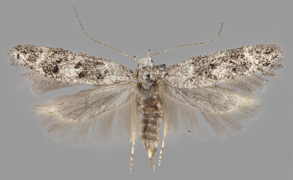 Altenia perspersella