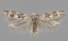 Altenia perspersella