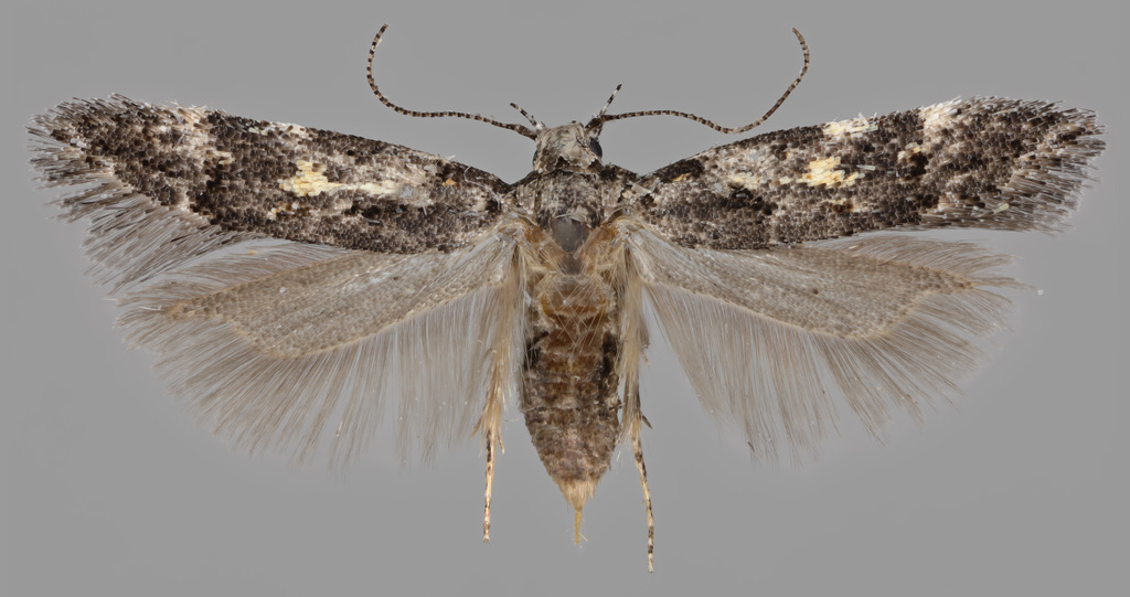 Teleiodes flavimaculella