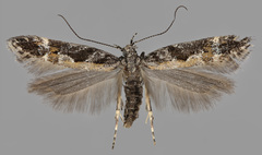 Aristotelia subdecurtella