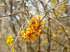 Tetrapterys mexicana