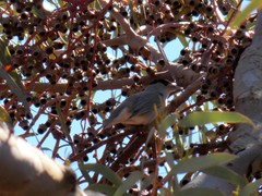 Sylvia atricapilla atricapilla