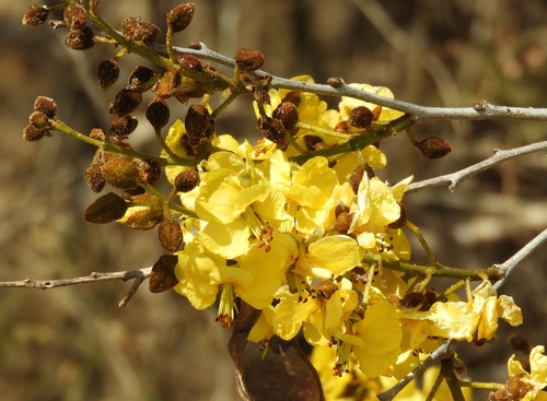 Image of Cenostigma eriostachys by (c) Francisco Farriols Sarabia, some rights reserved (CC BY)