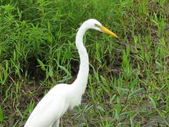 Ardea alba