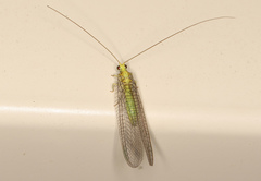 Calochrysa extranea