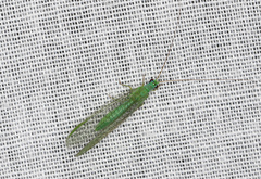 Mallada tripunctatus