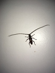 Ambonus distinctus