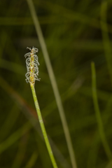 Eleocharis atricha