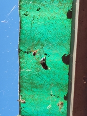Insecta