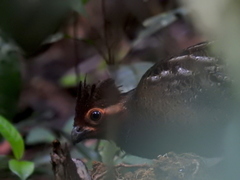 Odontophorus gujanensis