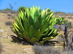 Agave scaposa