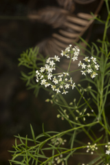 Platysace heterophylla