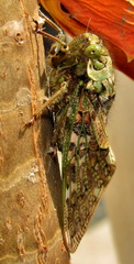 Platypleura