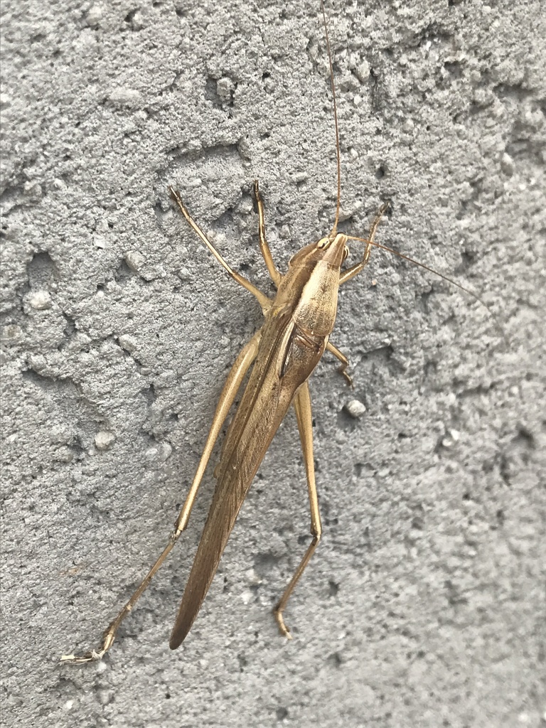 Neoconocephalus spiniger