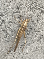 Neoconocephalus spiniger