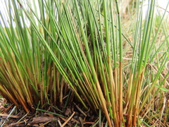Juncus hesperius