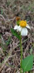Bidens alba