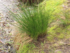 Juncus hesperius