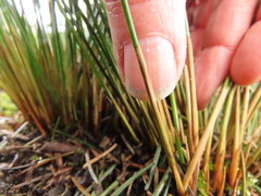 Juncus hesperius