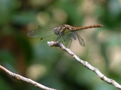 Sympetrum nigrifemur