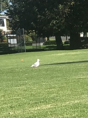 Chroicocephalus novaehollandiae scopulinus