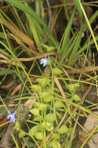 Lobelia membranacea observed 2021-03-09