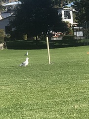 Chroicocephalus novaehollandiae scopulinus