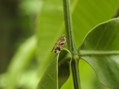 Cixiosoma bonaerense