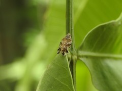 Cixiosoma bonaerense