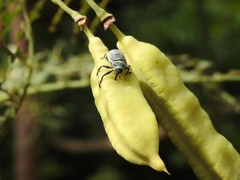 Rhyssomatus marginatus