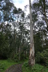 Eucalyptus cypellocarpa