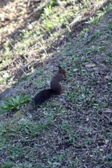 Sciurus vulgaris