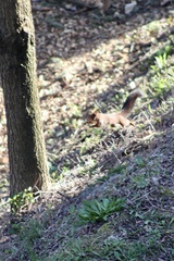 Sciurus vulgaris