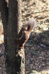 Sciurus vulgaris