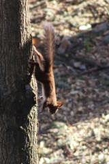 Sciurus vulgaris