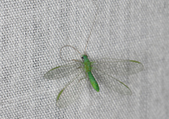 Mallada tripunctatus