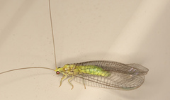 Calochrysa extranea