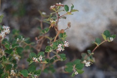 Euphorbia tomentulosa