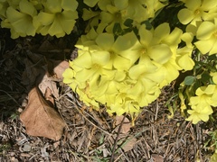 Oxalis pes-caprae