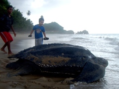 Dermochelys coriacea